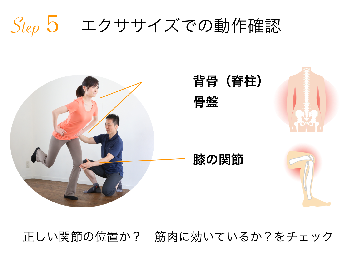 ステップ５　エクササイズでの動作確認
背骨（脊柱）、骨盤、膝の関節
正しい関節の位置か？　筋肉に効いているか？をチェック